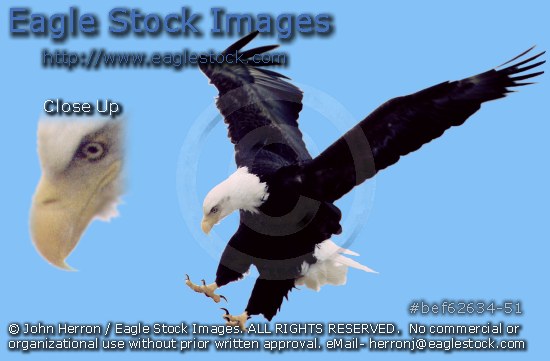 Stock photo of bald eagles with talons down. [#bef62634-51].   Eagle with talons towards camera.